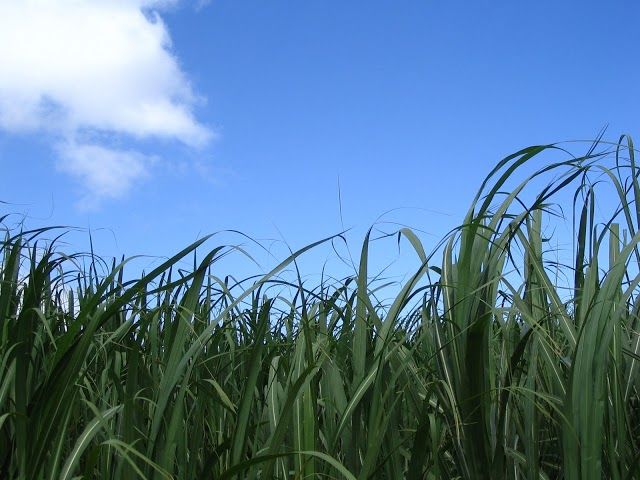 Alexander and Baldwin Sugar Museum